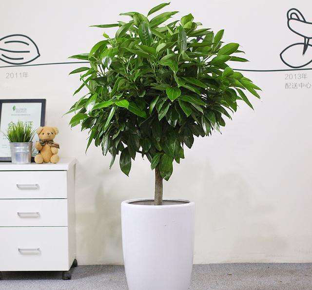 IMG_0916.JPG IMG_0916.JPG