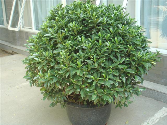 20080505_IMG_0605.jpg 20080505_IMG_0605.jpg