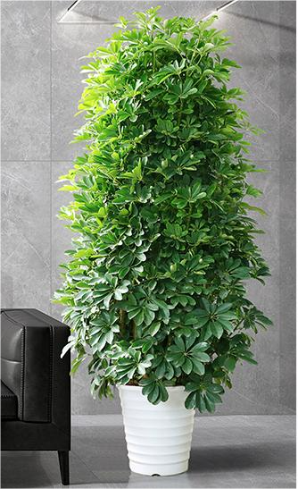 招财树(大).png 招财树(大).png