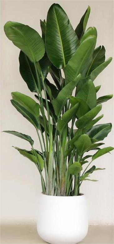 天堂鸟(大).jpg 天堂鸟(大).jpg