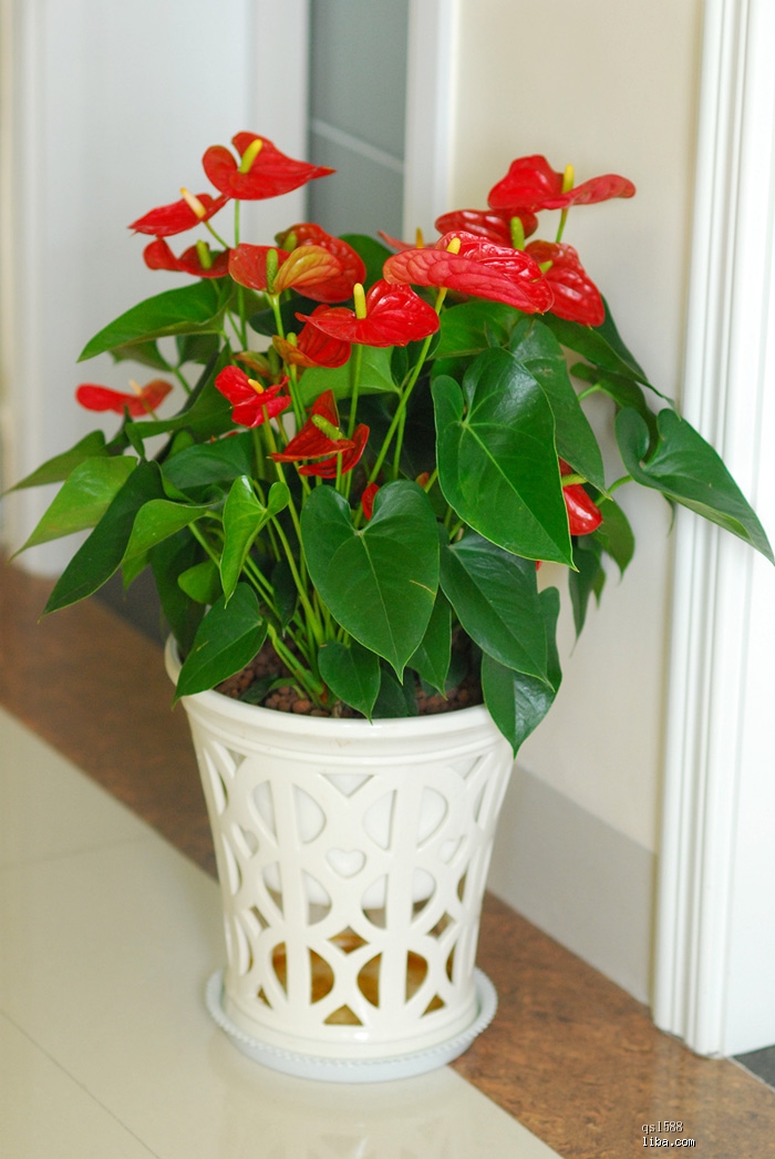 8d5494eef01f3a2921d669659825bc315c607c7a.jpg 8d5494eef01f3a2921d669659825bc315c607c7a.jpg