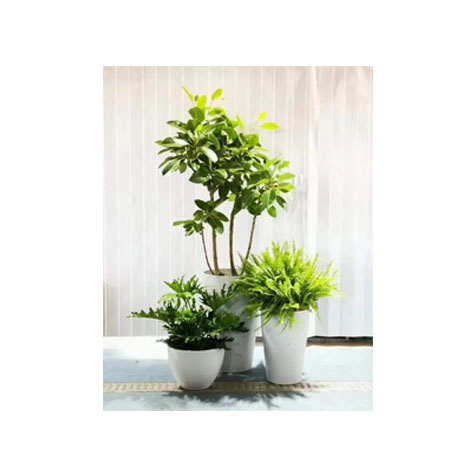 春季花卉养护要点