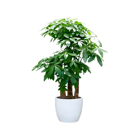 发财树养护难点